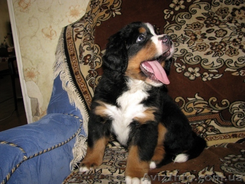 Щенки бернского зенненхунда  - <ro>Изображение</ro><ru>Изображение</ru> #2, <ru>Объявление</ru> #341454