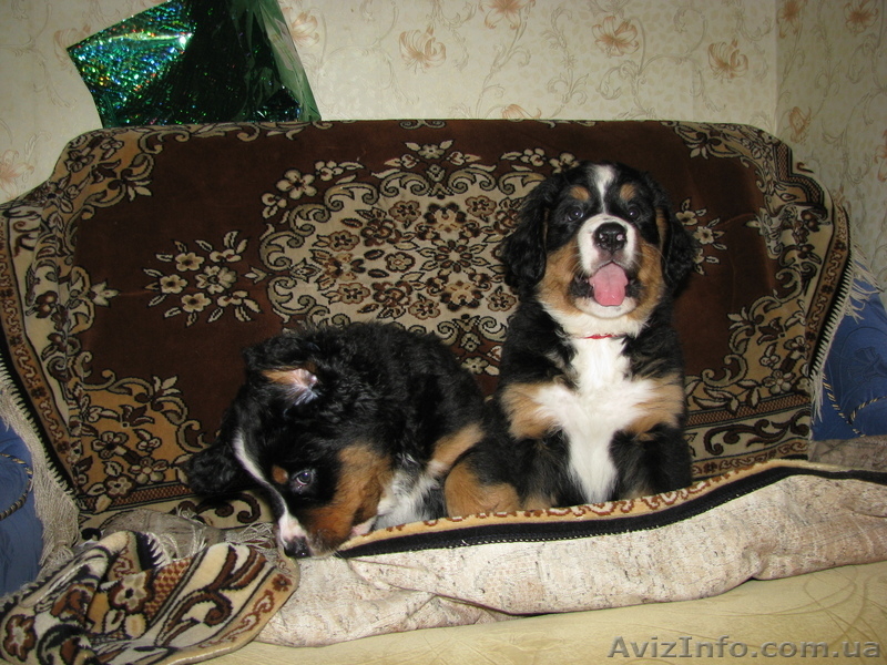Щенки бернского зенненхунда  - <ro>Изображение</ro><ru>Изображение</ru> #3, <ru>Объявление</ru> #341454