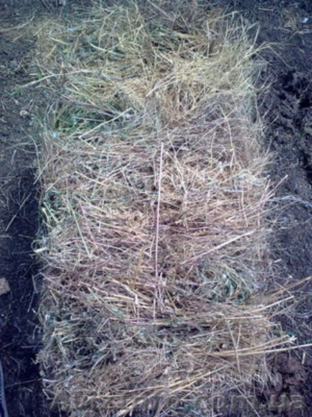 сено тюкованое разнотравие - <ro>Изображение</ro><ru>Изображение</ru> #3, <ru>Объявление</ru> #339774