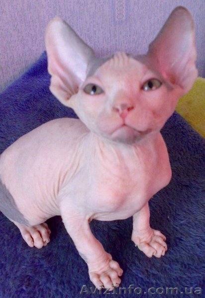 Породистые, качественные, умные детки канадского сфинкса - <ro>Изображение</ro><ru>Изображение</ru> #1, <ru>Объявление</ru> #344948