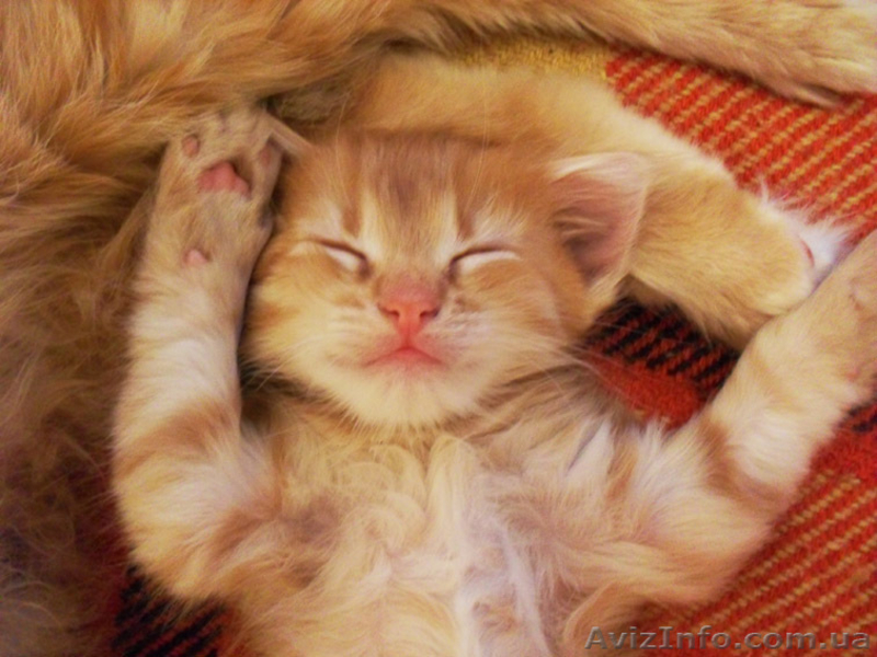 Отдам котенка в заботливые руки - <ro>Изображение</ro><ru>Изображение</ru> #2, <ru>Объявление</ru> #365696