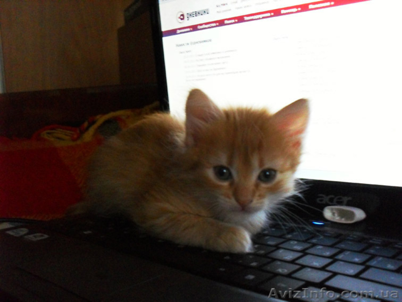 Отдам котенка в заботливые руки - <ro>Изображение</ro><ru>Изображение</ru> #3, <ru>Объявление</ru> #365696