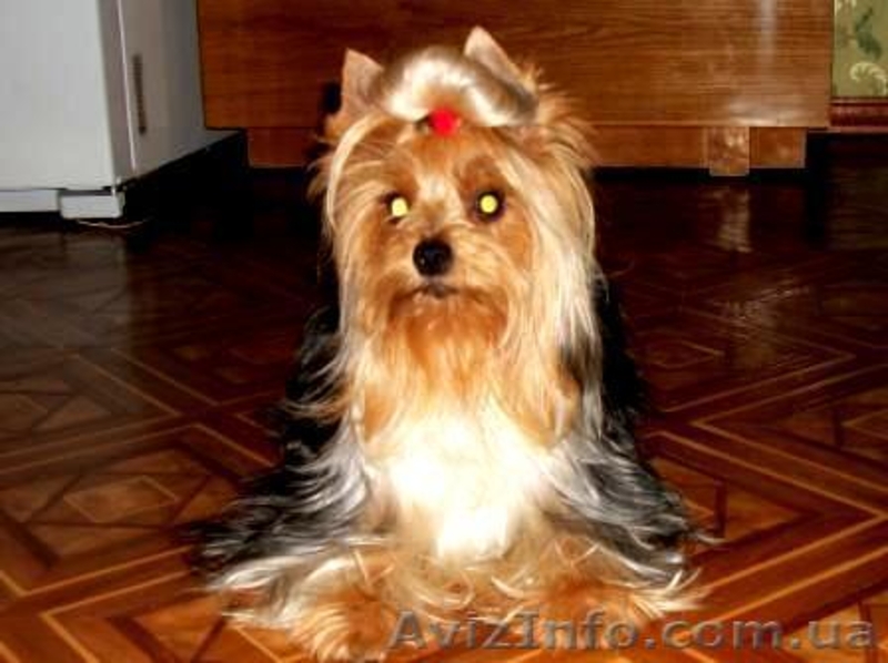 Высокопородный щенок Йорка - мальчик. - <ro>Изображение</ro><ru>Изображение</ru> #1, <ru>Объявление</ru> #365064
