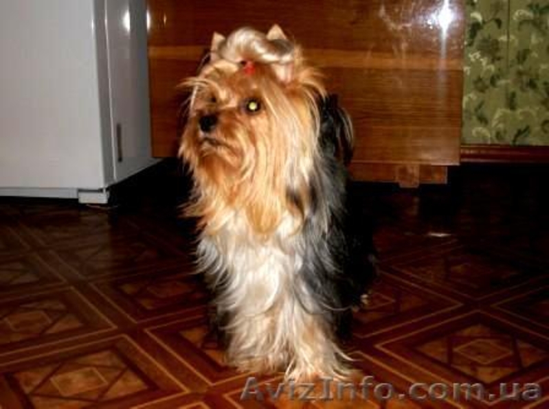 Высокопородный щенок Йорка - мальчик. - <ro>Изображение</ro><ru>Изображение</ru> #2, <ru>Объявление</ru> #365064