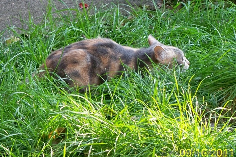 Котенок ТРЕХЦВЕТНАЯ ДЕВОЧКА.  ОТДАМ в добрые руки - <ro>Изображение</ro><ru>Изображение</ru> #7, <ru>Объявление</ru> #287416