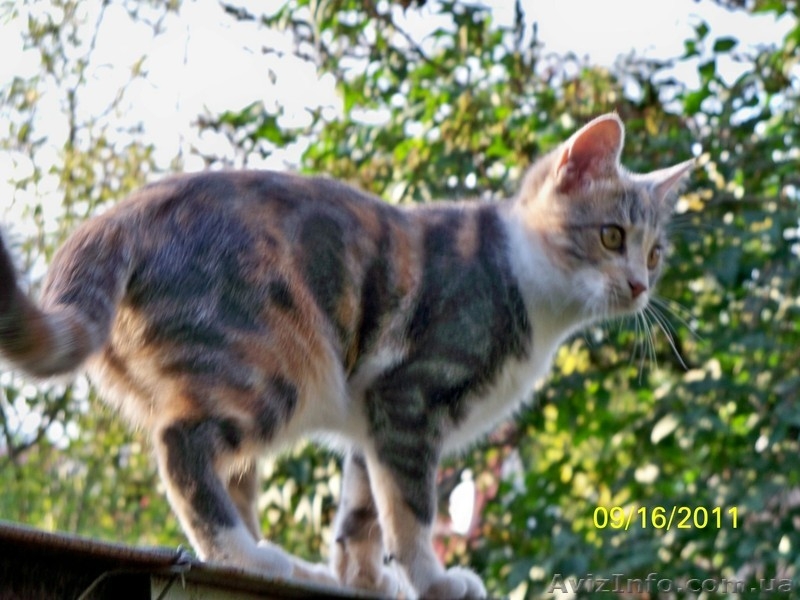 Котенок ТРЕХЦВЕТНАЯ ДЕВОЧКА.  ОТДАМ в добрые руки - <ro>Изображение</ro><ru>Изображение</ru> #6, <ru>Объявление</ru> #287416