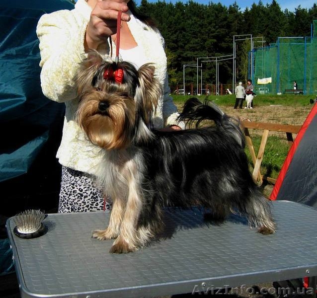 щенки йоркширского терьера, перспективные для выставок, 7 месяцев - <ro>Изображение</ro><ru>Изображение</ru> #1, <ru>Объявление</ru> #382002