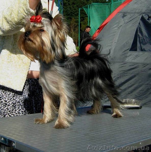 щенки йоркширского терьера, перспективные для выставок, 7 месяцев - <ro>Изображение</ro><ru>Изображение</ru> #3, <ru>Объявление</ru> #382002