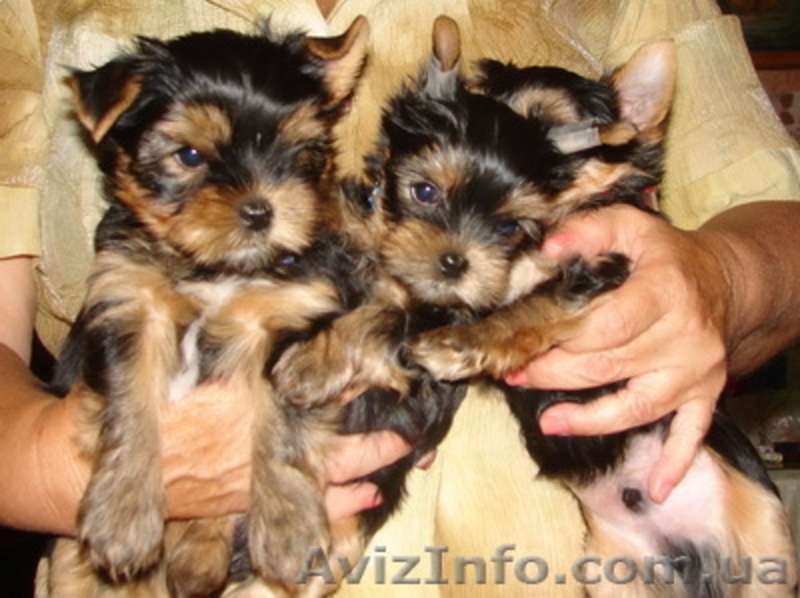 Щенки Йоркширского терьера ищут хозяев - <ro>Изображение</ro><ru>Изображение</ru> #2, <ru>Объявление</ru> #388638