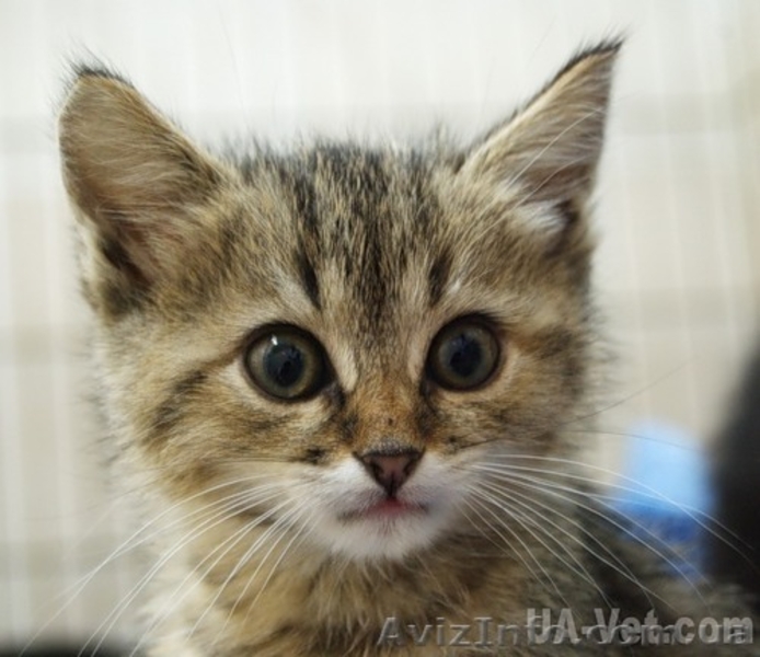 красивых полосатеньких котяток-тигруш подарю - <ro>Изображение</ro><ru>Изображение</ru> #1, <ru>Объявление</ru> #376857