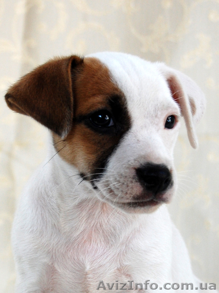  Джек рассел терьер, шоу класса.Помощь с доставкой - <ro>Изображение</ro><ru>Изображение</ru> #1, <ru>Объявление</ru> #388069