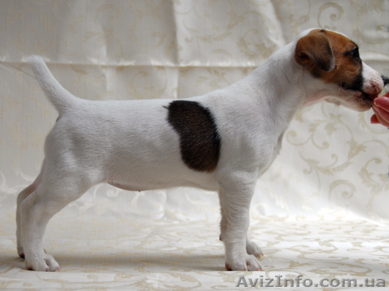  Джек рассел терьер, шоу класса.Помощь с доставкой - <ro>Изображение</ro><ru>Изображение</ru> #2, <ru>Объявление</ru> #388069