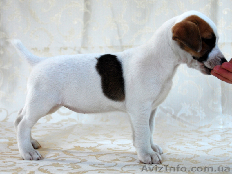  Джек рассел терьер, шоу класса.Помощь с доставкой - <ro>Изображение</ro><ru>Изображение</ru> #3, <ru>Объявление</ru> #388069
