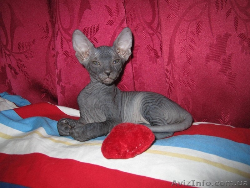 Сфинкс-черная девочка - <ro>Изображение</ro><ru>Изображение</ru> #1, <ru>Объявление</ru> #380199