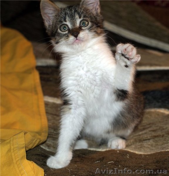 МАСКА, веселая котёнка, 07.2011 - <ro>Изображение</ro><ru>Изображение</ru> #3, <ru>Объявление</ru> #374909