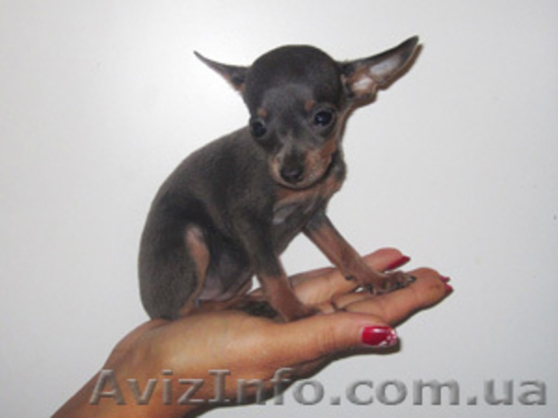 Той-терьер, щенки голубого окраса. - <ro>Изображение</ro><ru>Изображение</ru> #1, <ru>Объявление</ru> #374540