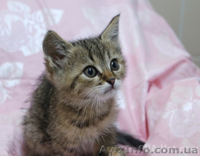 красивых полосатеньких котяток-тигруш подарю - <ro>Изображение</ro><ru>Изображение</ru> #2, <ru>Объявление</ru> #376857