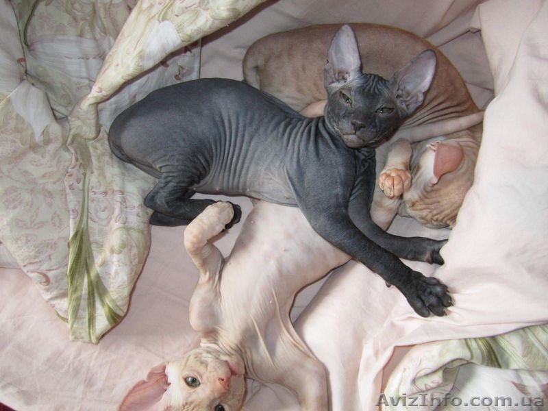 Сфинкс-черная девочка - <ro>Изображение</ro><ru>Изображение</ru> #2, <ru>Объявление</ru> #380199