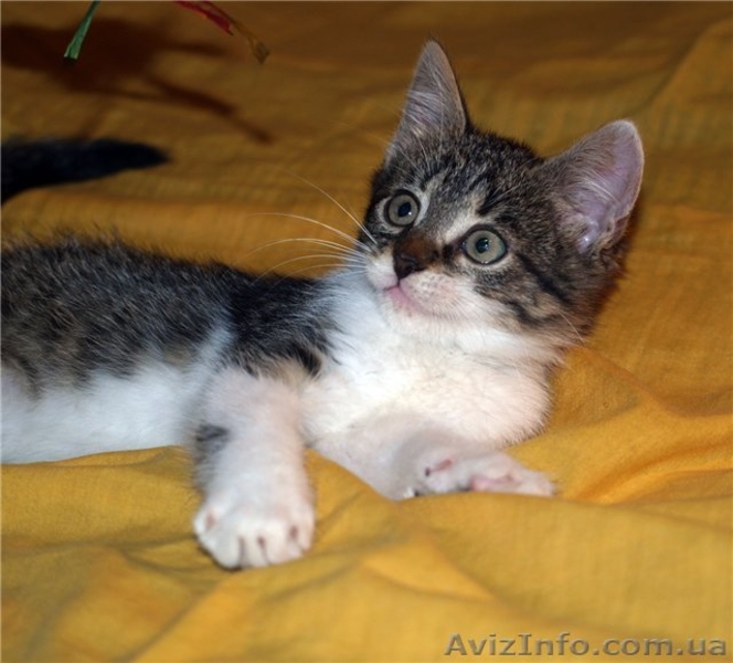 МАСКА, веселая котёнка, 07.2011 - <ro>Изображение</ro><ru>Изображение</ru> #2, <ru>Объявление</ru> #374909