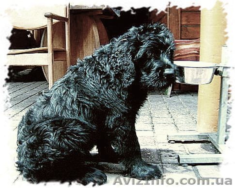 Щенки черного терьера, кобели для вязок - <ro>Изображение</ro><ru>Изображение</ru> #1, <ru>Объявление</ru> #394030