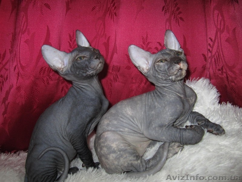 Сфинкс-черная девочка - <ro>Изображение</ro><ru>Изображение</ru> #5, <ru>Объявление</ru> #380199