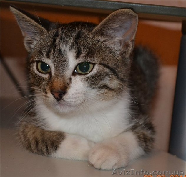 Котенок-болтун Марек 3 м.  - <ro>Изображение</ro><ru>Изображение</ru> #1, <ru>Объявление</ru> #371286