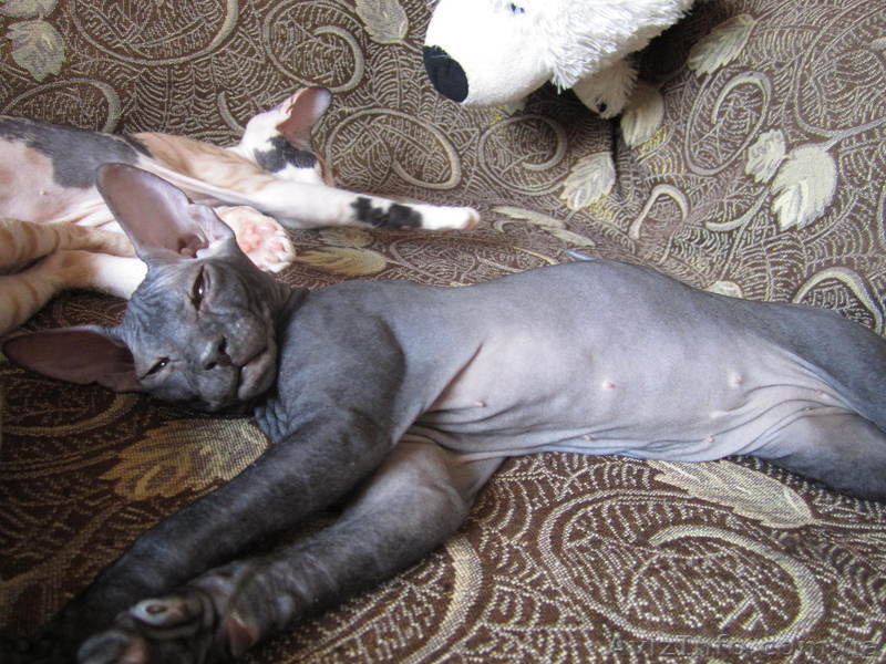 Сфинкс-черная девочка - <ro>Изображение</ro><ru>Изображение</ru> #3, <ru>Объявление</ru> #380199