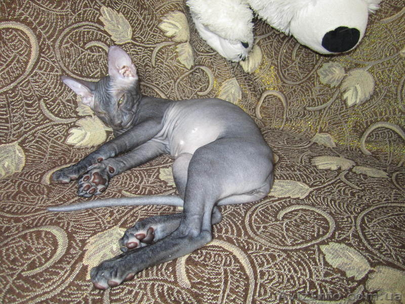 Сфинкс-черная девочка - <ro>Изображение</ro><ru>Изображение</ru> #4, <ru>Объявление</ru> #380199