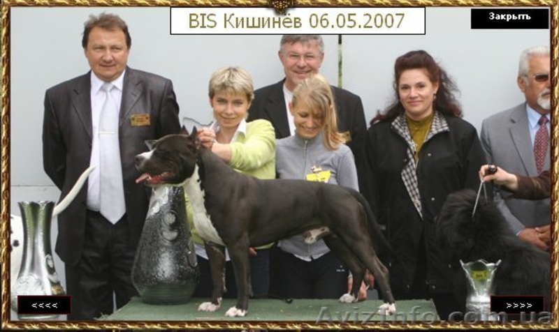 Шикарные щенки ам.стаффа,дети Чемпиона Европы,внуки Чемпиона Мира!!! - <ro>Изображение</ro><ru>Изображение</ru> #7, <ru>Объявление</ru> #378689