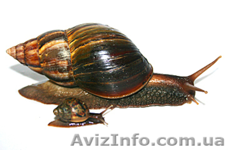 Гигантские улитки Ахатина Фулика - <ro>Изображение</ro><ru>Изображение</ru> #1, <ru>Объявление</ru> #383870