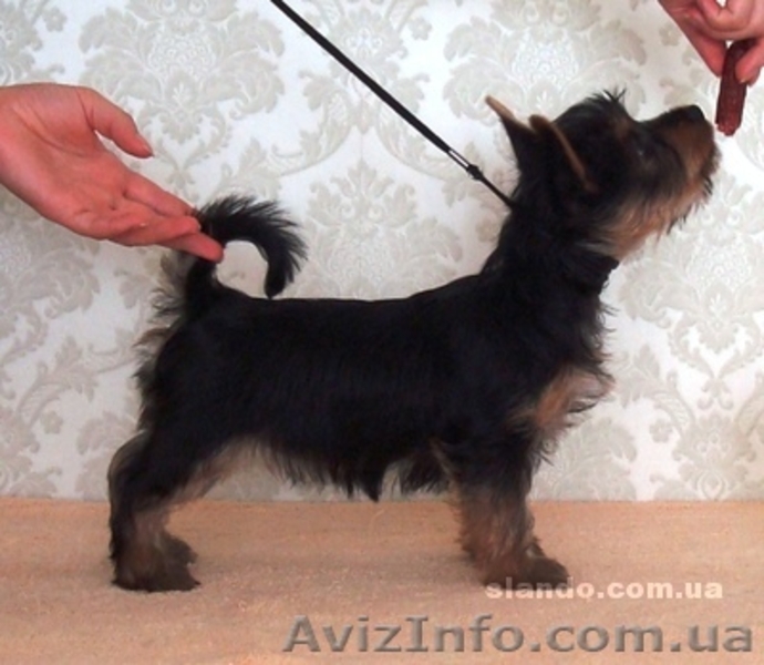 щенки АВСТРАЛИЙСКОГО СИЛКИ ТЕРЬЕРА! - <ro>Изображение</ro><ru>Изображение</ru> #3, <ru>Объявление</ru> #378130