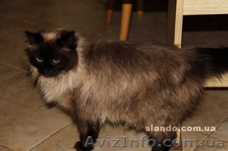 Балинезийские котята - <ro>Изображение</ro><ru>Изображение</ru> #2, <ru>Объявление</ru> #372893