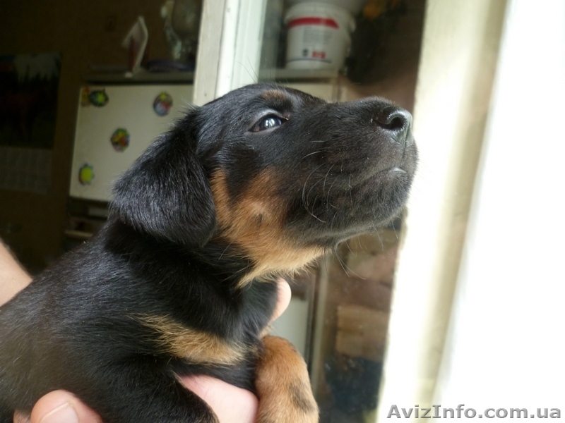 Щенки ягдтерьера - <ro>Изображение</ro><ru>Изображение</ru> #2, <ru>Объявление</ru> #371131