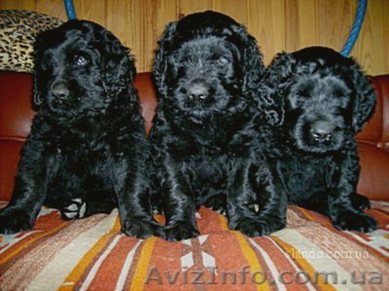 Щенки черного терьера, кобели для вязок - <ro>Изображение</ro><ru>Изображение</ru> #5, <ru>Объявление</ru> #394030