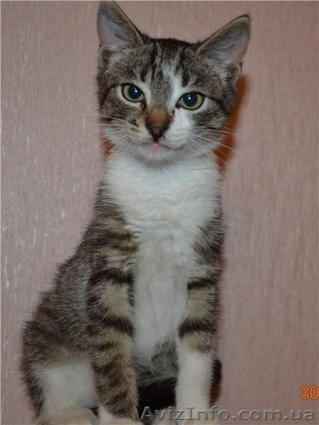 Котенок-болтун Марек 3 м.  - <ro>Изображение</ro><ru>Изображение</ru> #2, <ru>Объявление</ru> #371286
