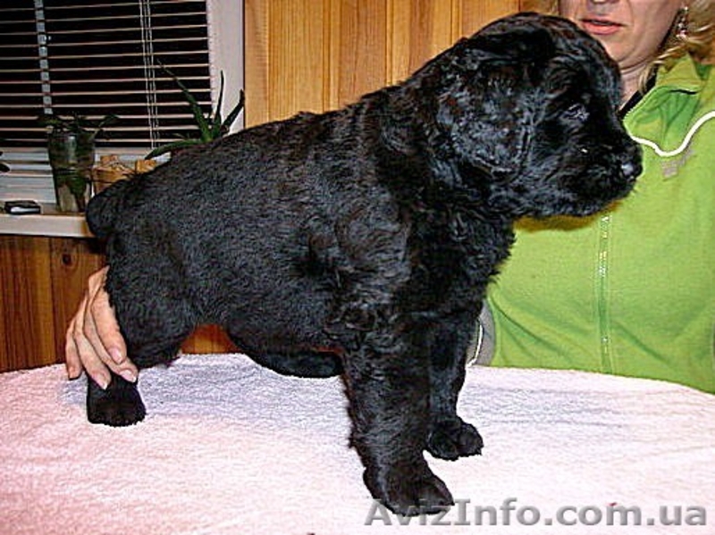 Щенки черного терьера, кобели для вязок - <ro>Изображение</ro><ru>Изображение</ru> #7, <ru>Объявление</ru> #394030