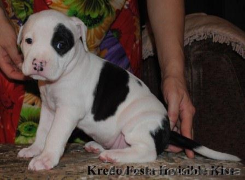 Шикарные щенки ам.стаффа,дети Чемпиона Европы,внуки Чемпиона Мира!!! - <ro>Изображение</ro><ru>Изображение</ru> #3, <ru>Объявление</ru> #378689