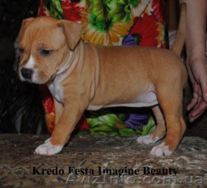 Шикарные щенки ам.стаффа,дети Чемпиона Европы,внуки Чемпиона Мира!!! - <ro>Изображение</ro><ru>Изображение</ru> #4, <ru>Объявление</ru> #378689