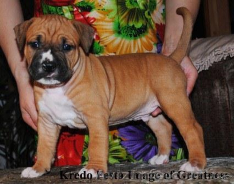 Шикарные щенки ам.стаффа,дети Чемпиона Европы,внуки Чемпиона Мира!!! - <ro>Изображение</ro><ru>Изображение</ru> #1, <ru>Объявление</ru> #378689