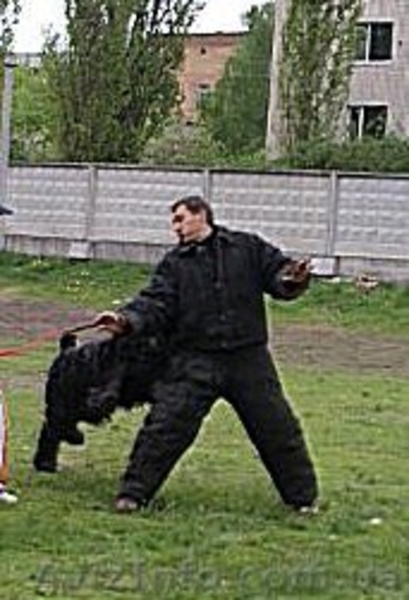 Щенки черного терьера, кобели для вязок - <ro>Изображение</ro><ru>Изображение</ru> #4, <ru>Объявление</ru> #394030