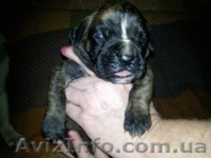  ПРОДАМ ЩЕНКОВ НЕМЕЦКОГО БОКСЕРА - <ro>Изображение</ro><ru>Изображение</ru> #1, <ru>Объявление</ru> #393222