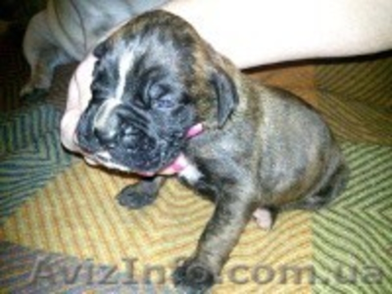  ПРОДАМ ЩЕНКОВ НЕМЕЦКОГО БОКСЕРА - <ro>Изображение</ro><ru>Изображение</ru> #2, <ru>Объявление</ru> #393222