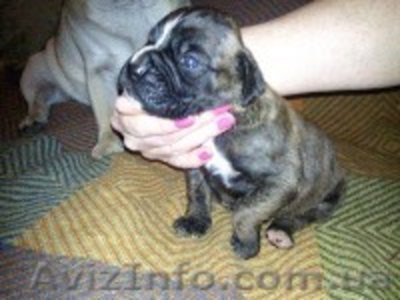  ПРОДАМ ЩЕНКОВ НЕМЕЦКОГО БОКСЕРА - <ro>Изображение</ro><ru>Изображение</ru> #3, <ru>Объявление</ru> #393222