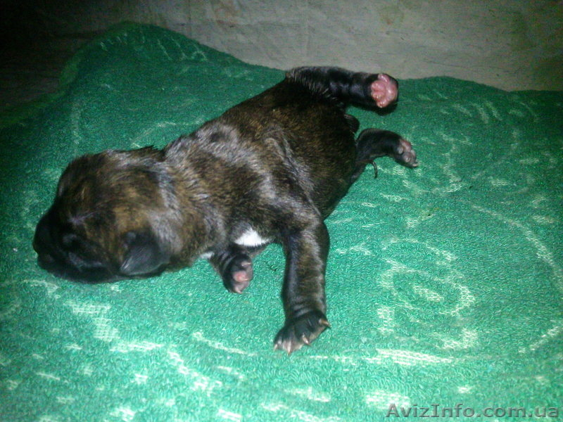 Продам щенков немецкого боксера  - <ro>Изображение</ro><ru>Изображение</ru> #4, <ru>Объявление</ru> #379249