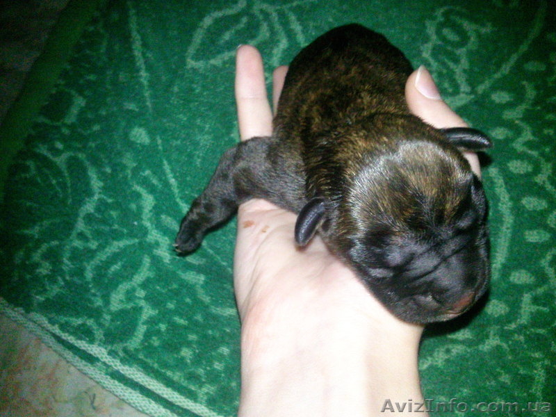 Продам щенков немецкого боксера  - <ro>Изображение</ro><ru>Изображение</ru> #2, <ru>Объявление</ru> #379249