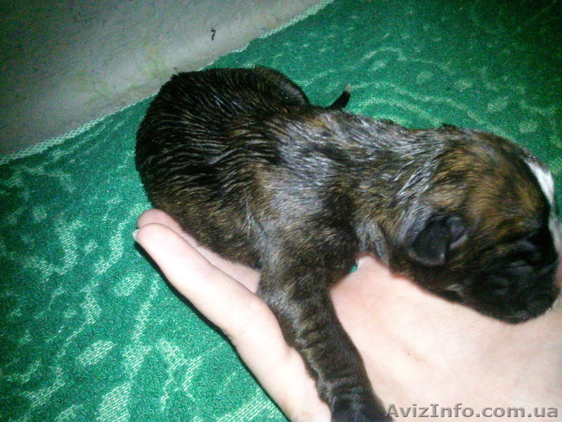 Продам щенков немецкого боксера  - <ro>Изображение</ro><ru>Изображение</ru> #1, <ru>Объявление</ru> #379249