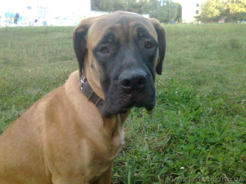 продаются щенки бульмастифа - преданные и умные собаки - <ro>Изображение</ro><ru>Изображение</ru> #1, <ru>Объявление</ru> #383134