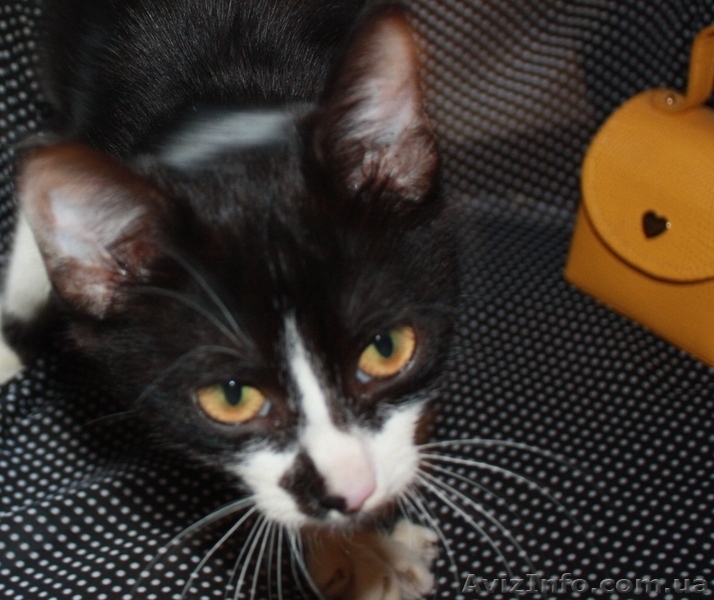 Котенок Том Сойэр в юбке в дар - <ro>Изображение</ro><ru>Изображение</ru> #5, <ru>Объявление</ru> #362592