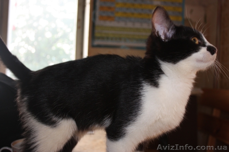 Котенок Том Сойэр в юбке в дар - <ro>Изображение</ro><ru>Изображение</ru> #4, <ru>Объявление</ru> #362592