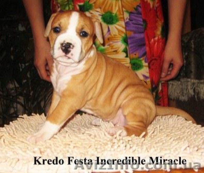 Шикарные щенки ам.стаффа,дети Чемпиона Европы,внуки Чемпиона Мира!!! - <ro>Изображение</ro><ru>Изображение</ru> #2, <ru>Объявление</ru> #378689